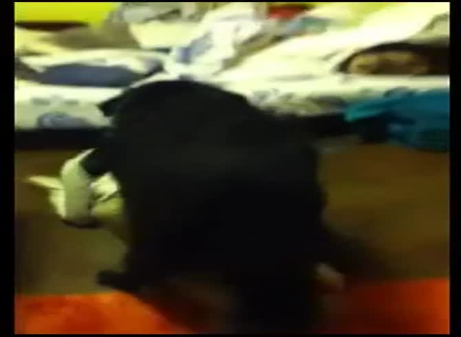 Video: Amateur lady having dog sex in her room